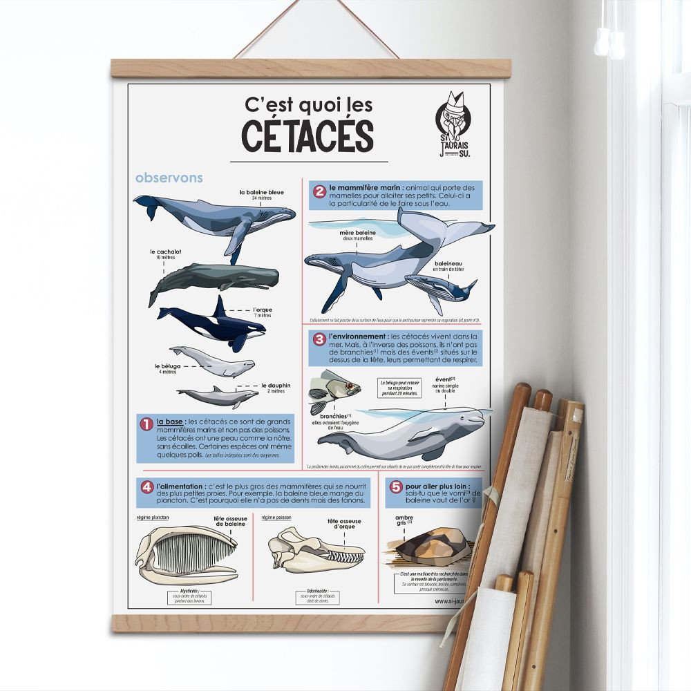 affiche pédagogique baleine