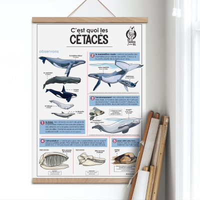 affiche pédagogique baleine