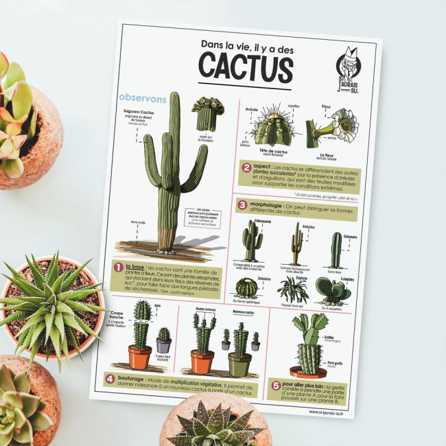 Carte - Les Cactus